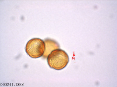 ISEM 1/Ranunculus_peltatus_29219/Ranunculus_peltatus_29219_0001(copy)_thumb.jpg